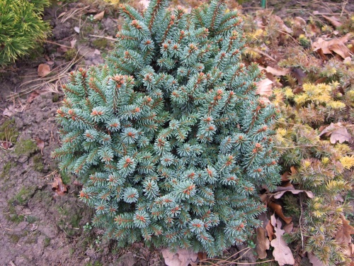 Picea abies 