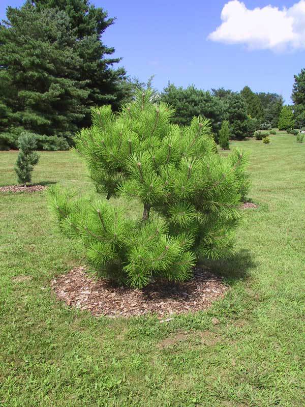 Pinus densiflora 