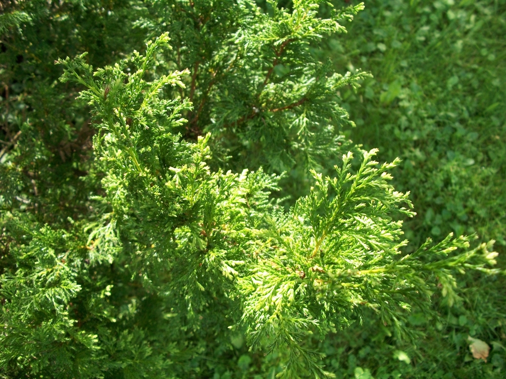 Chamaecyparis pisifera 