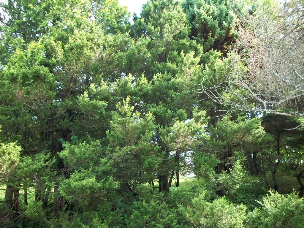Chamaecyparis pisifera 