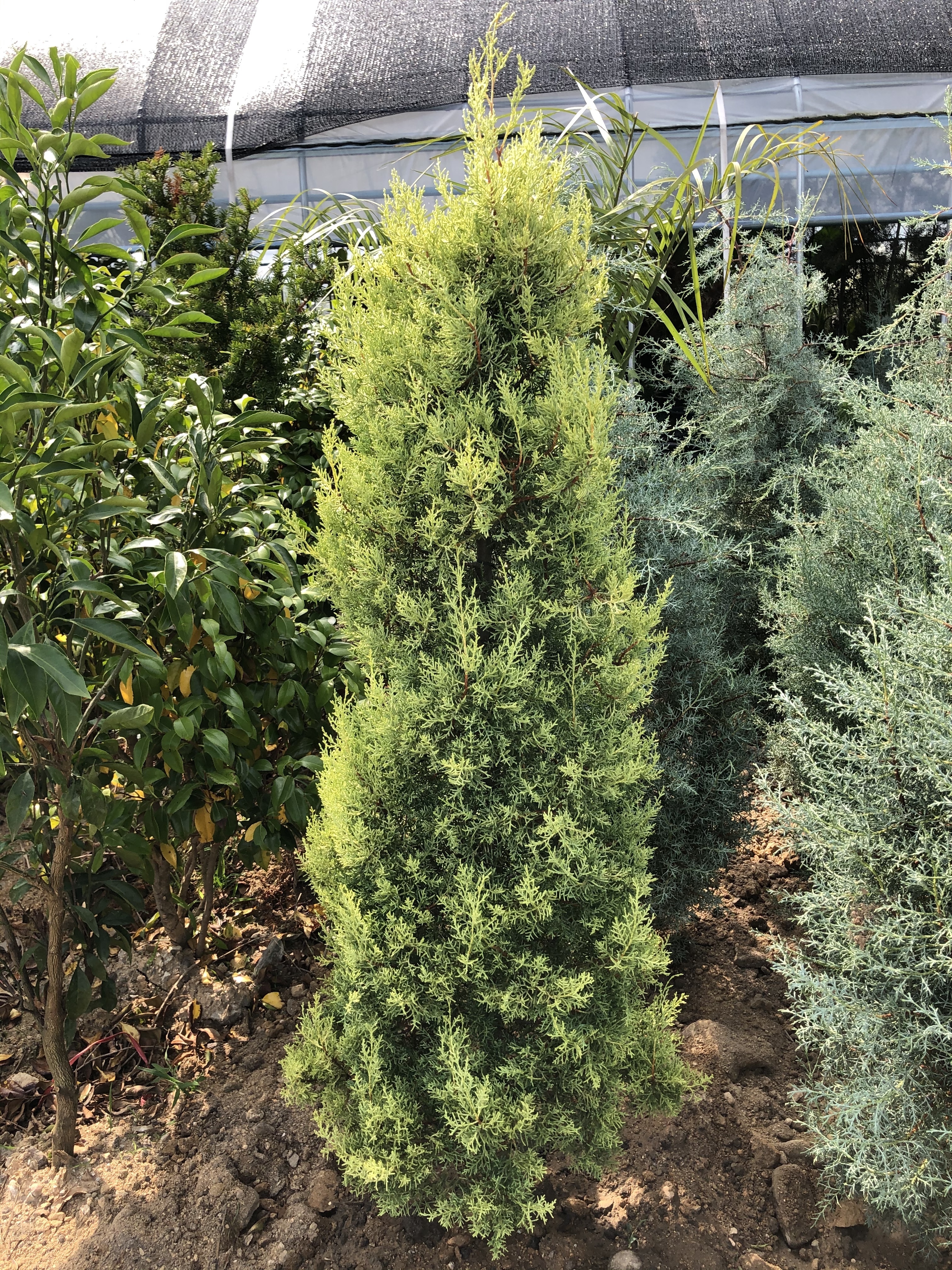 Cupressus glabra 