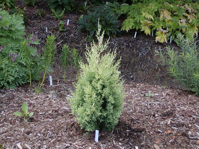 Cupressus glabra 