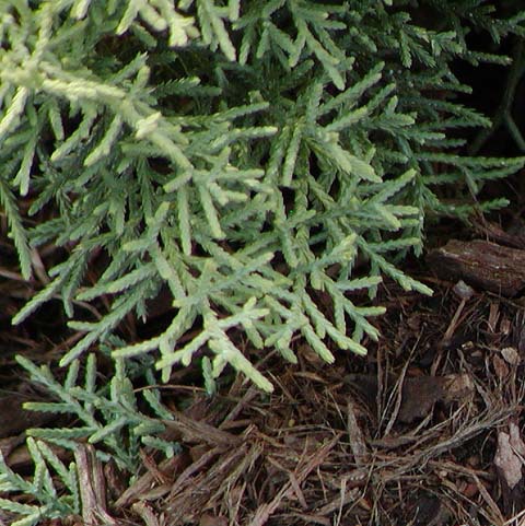 Cupressus glabra 