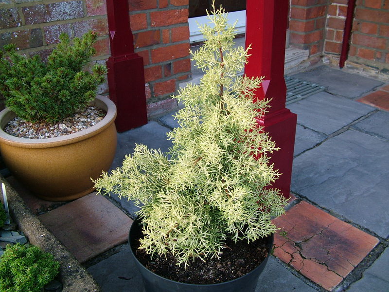 Cupressus glabra 
