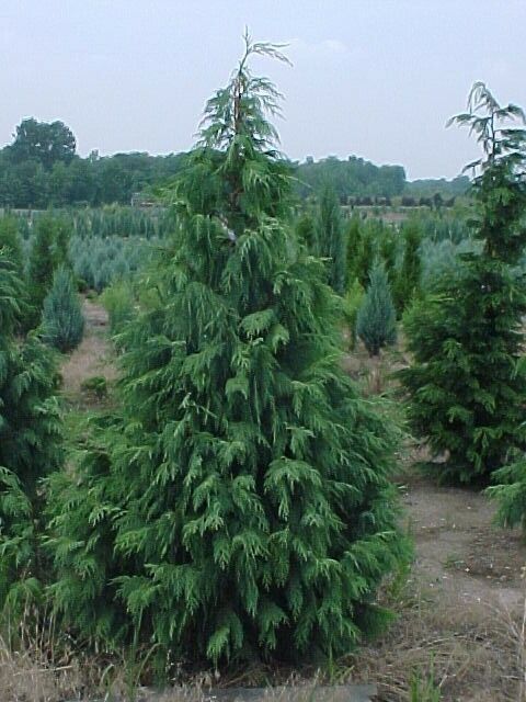 Cupressus nootkatensis 