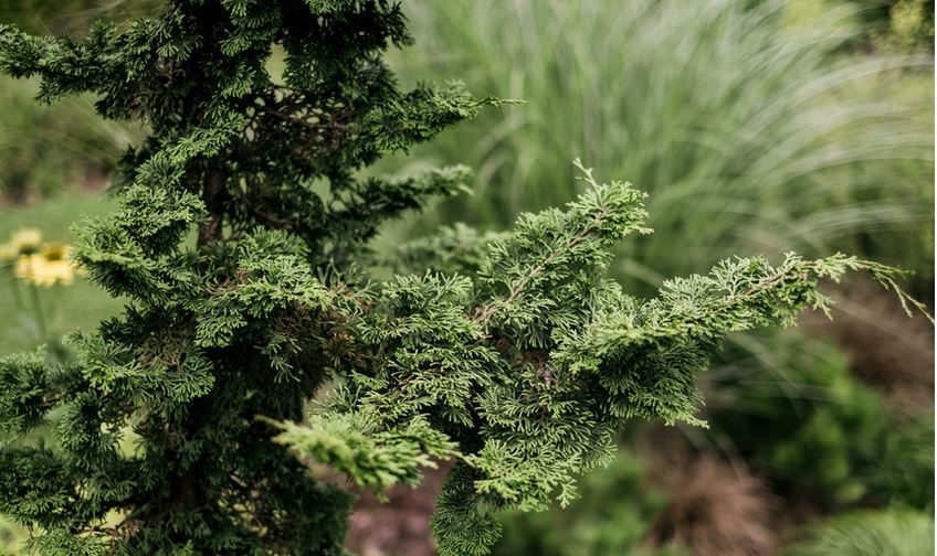 Chamaecyparis obtusa 