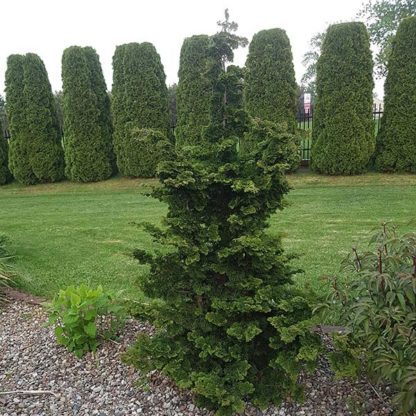 Chamaecyparis obtusa 