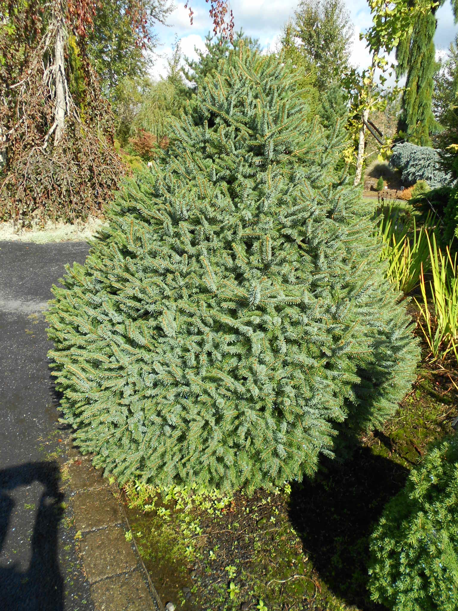 Picea sitchensis 