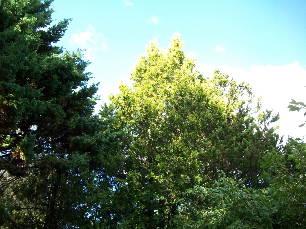 Thuja occidentalis 
