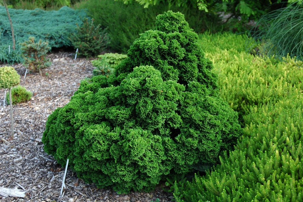 Chamaecyparis obtusa 