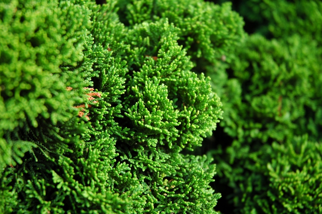 Chamaecyparis obtusa 