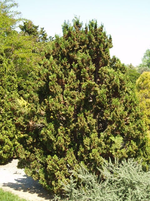 Chamaecyparis obtusa 