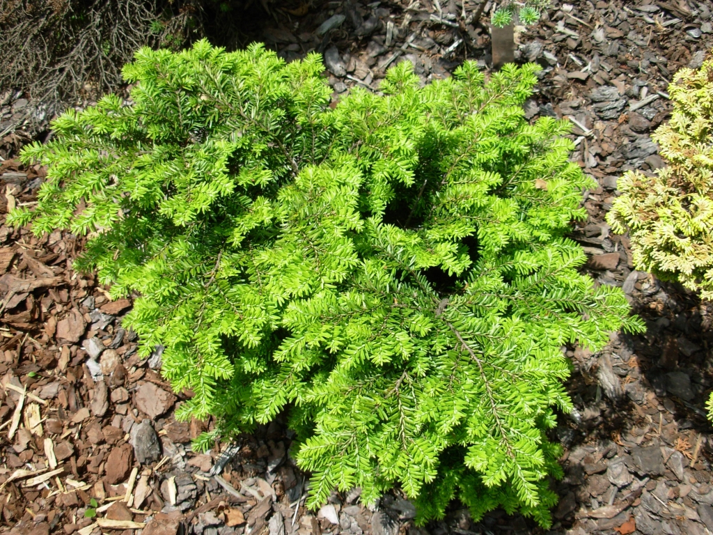 Tsuga canadensis 