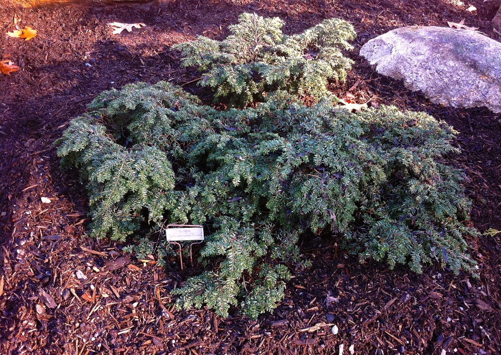 Tsuga canadensis 