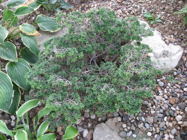 Tsuga canadensis 