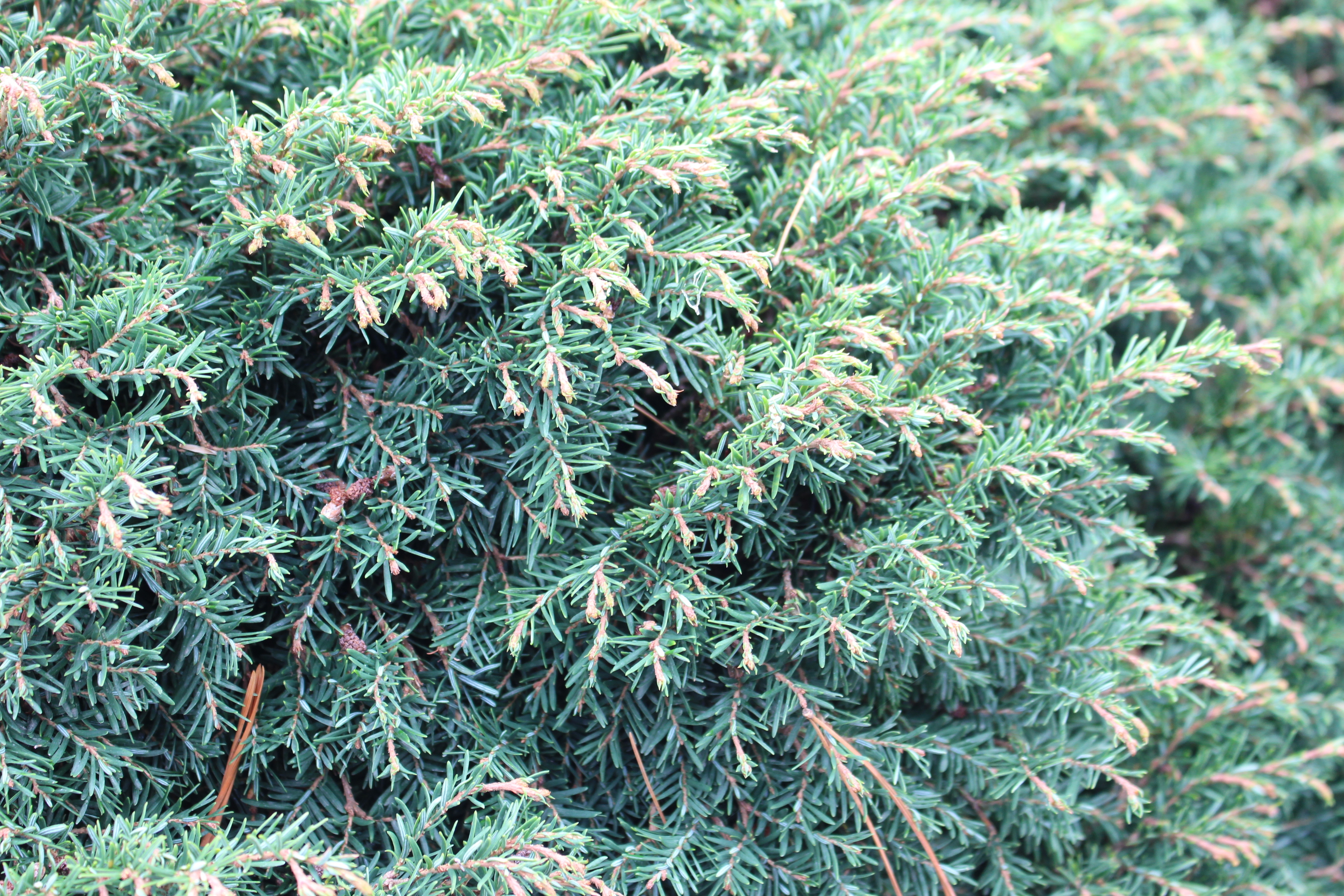 Tsuga canadensis 