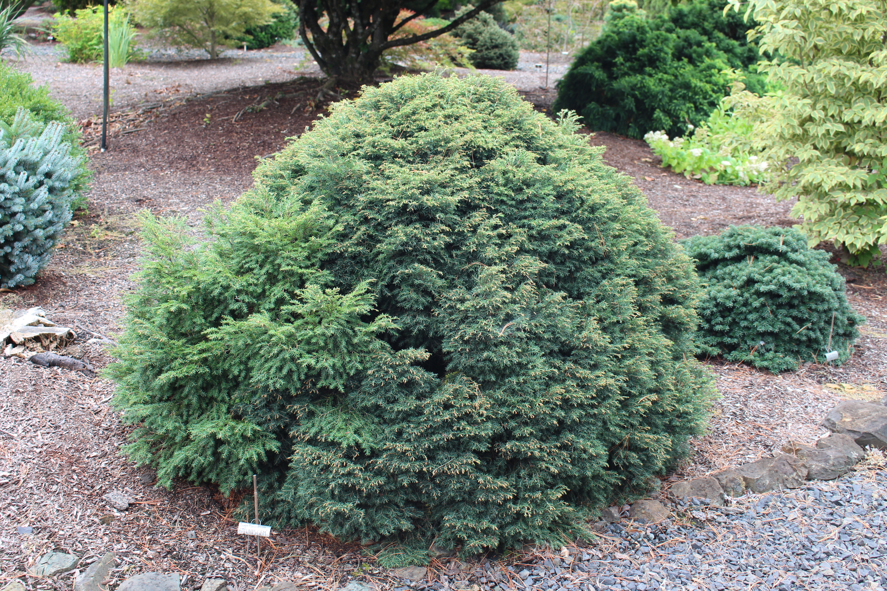 Tsuga canadensis 