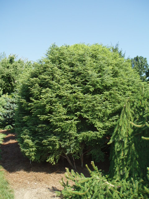 Tsuga canadensis 