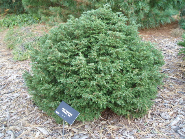 Tsuga canadensis 
