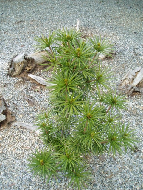 Sciadopitys verticillata 
