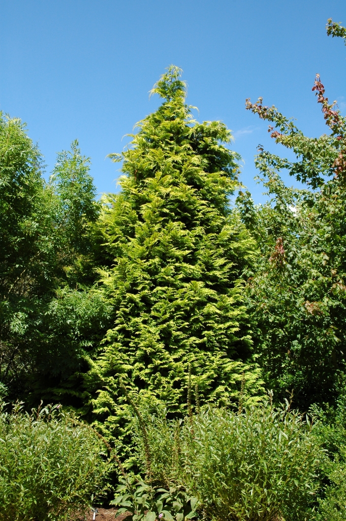 Chamaecyparis lawsoniana 