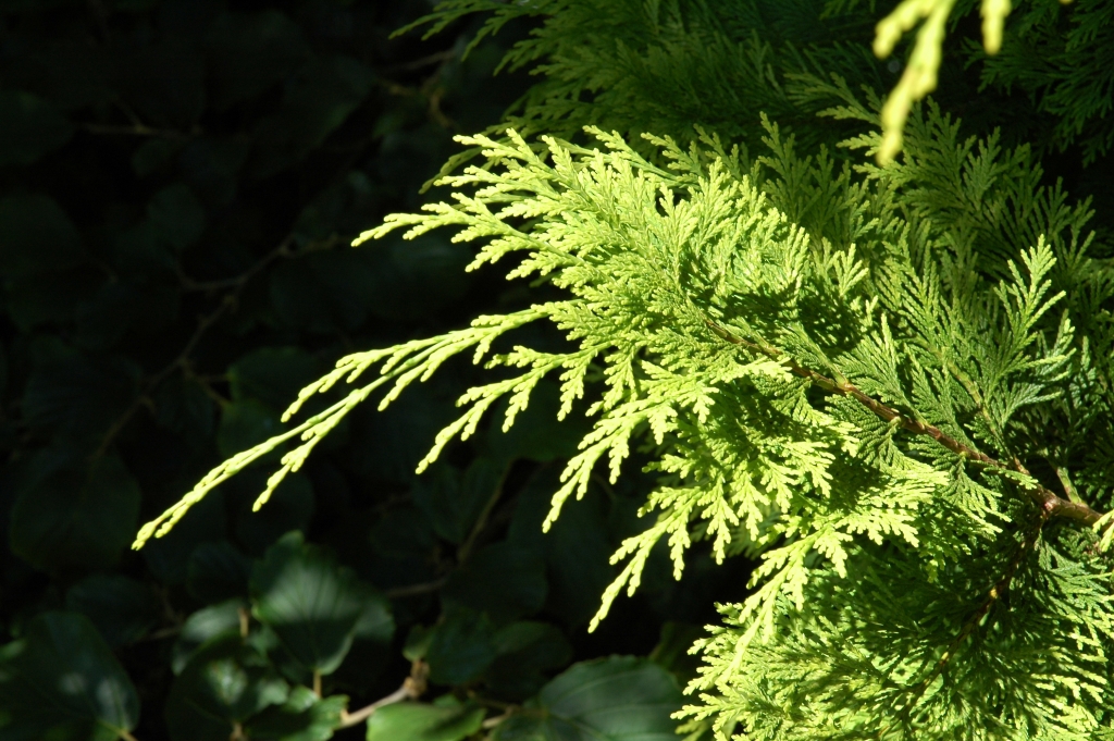 Chamaecyparis lawsoniana 