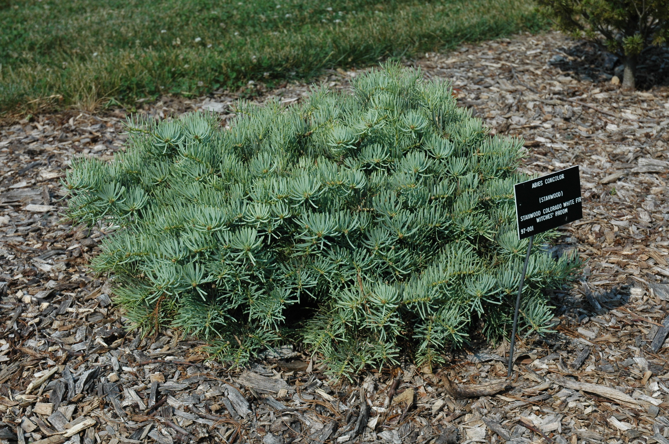 Abies concolor 