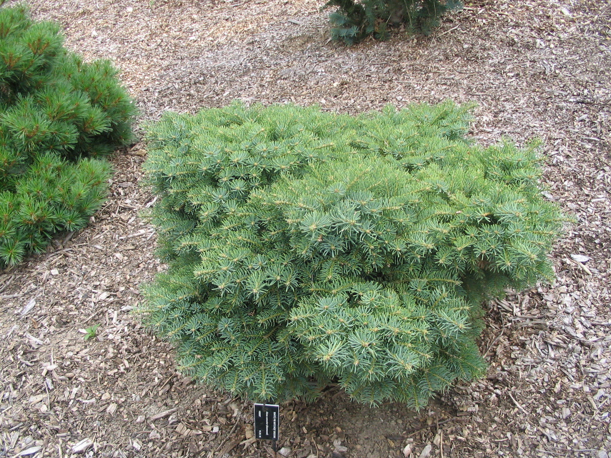Abies concolor 