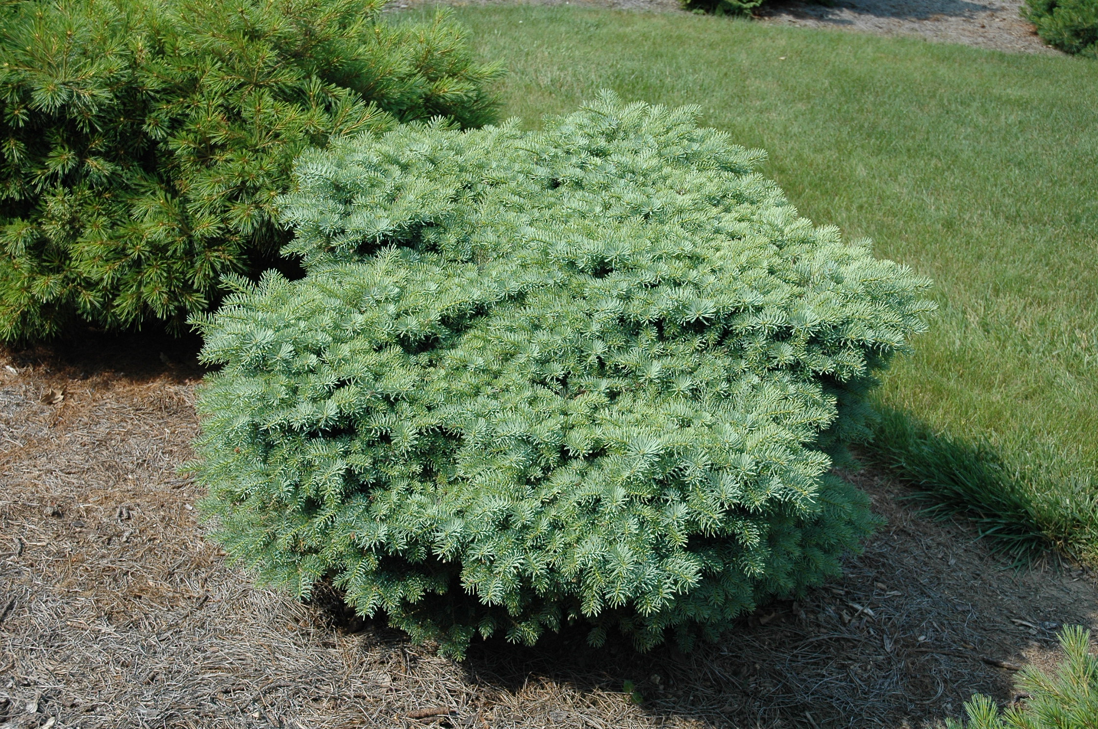 Abies concolor 