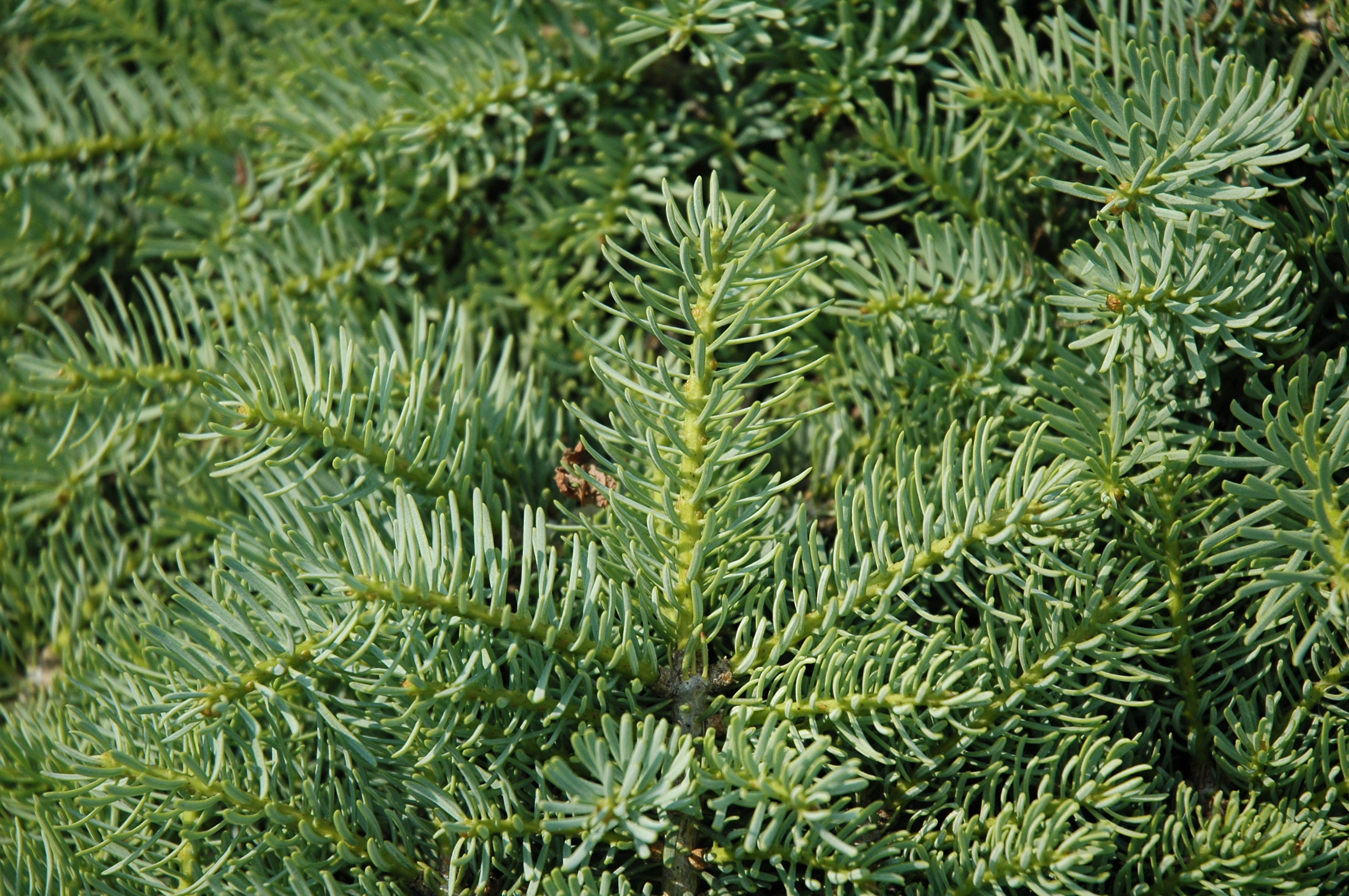 Abies concolor 