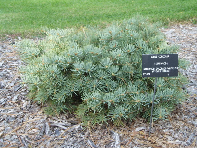 Abies concolor 