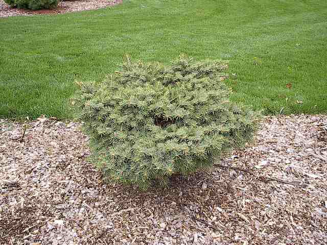 Abies concolor 