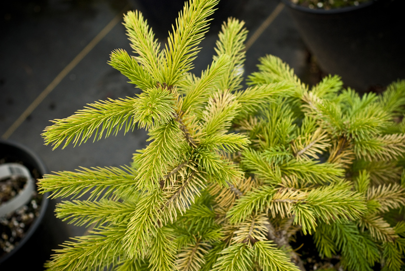 Picea pungens 