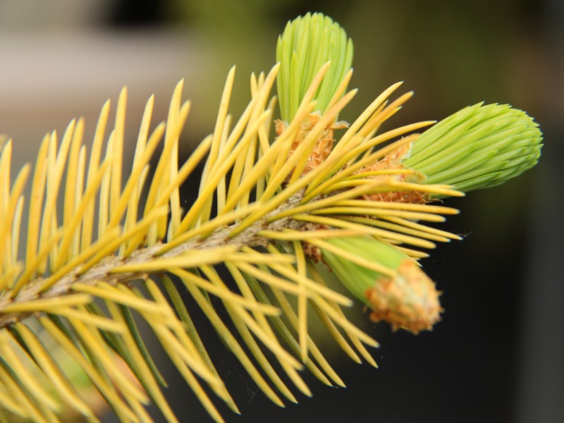 Picea pungens 