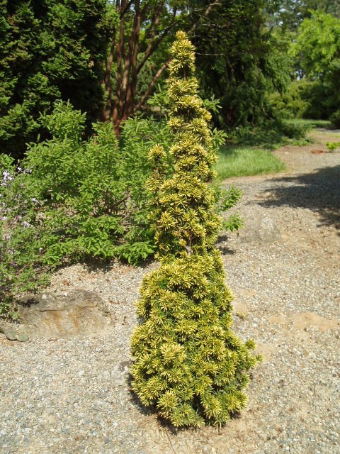 Taxus baccata 