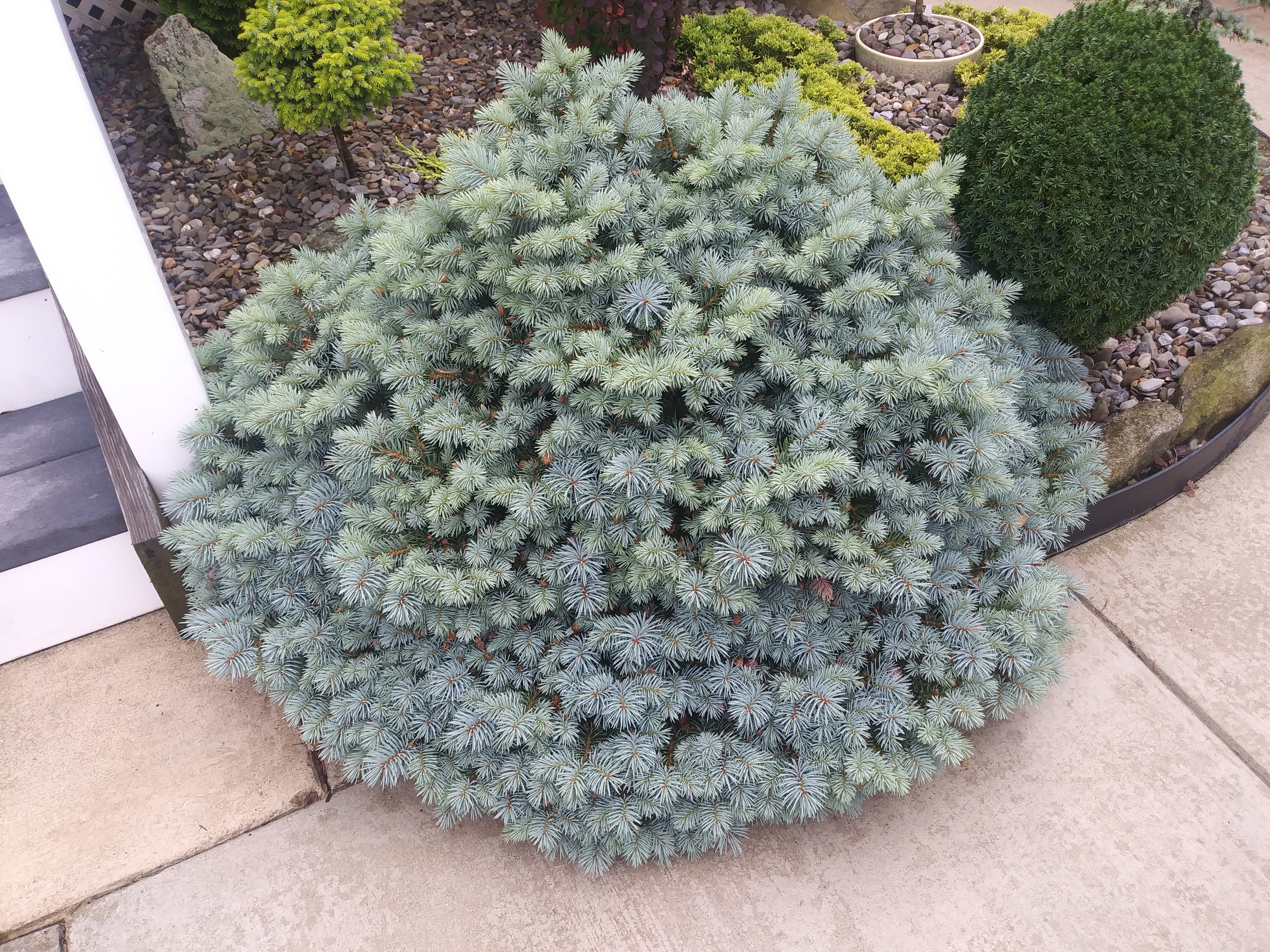 Picea pungens 