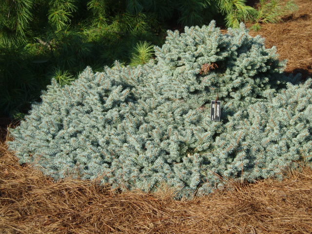 Picea pungens 
