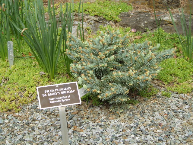 Picea pungens 