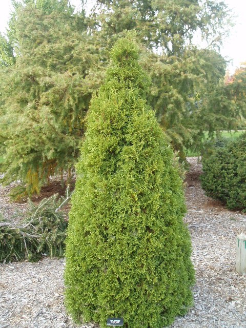 Thuja occidentalis 