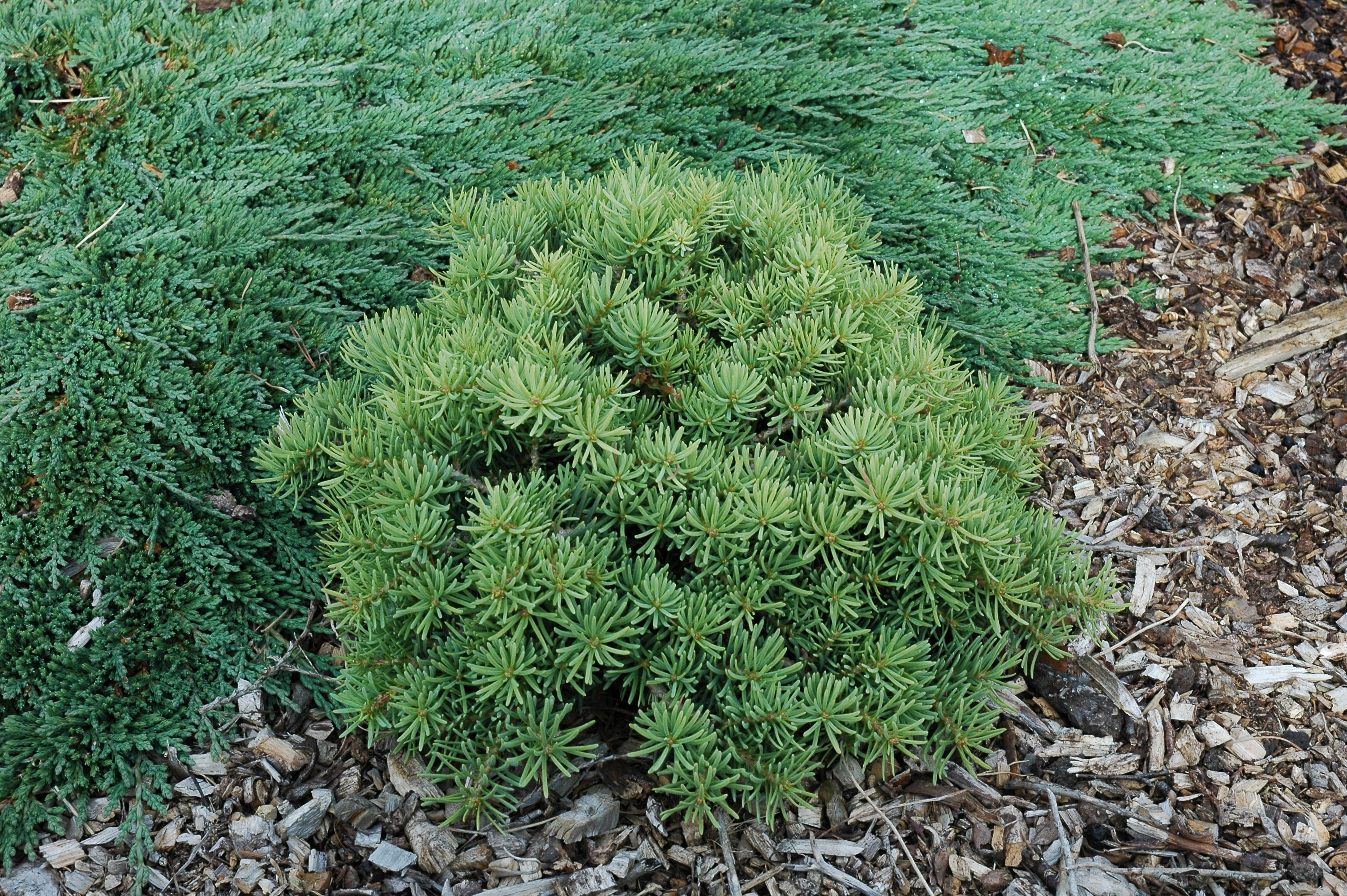 Abies concolor 