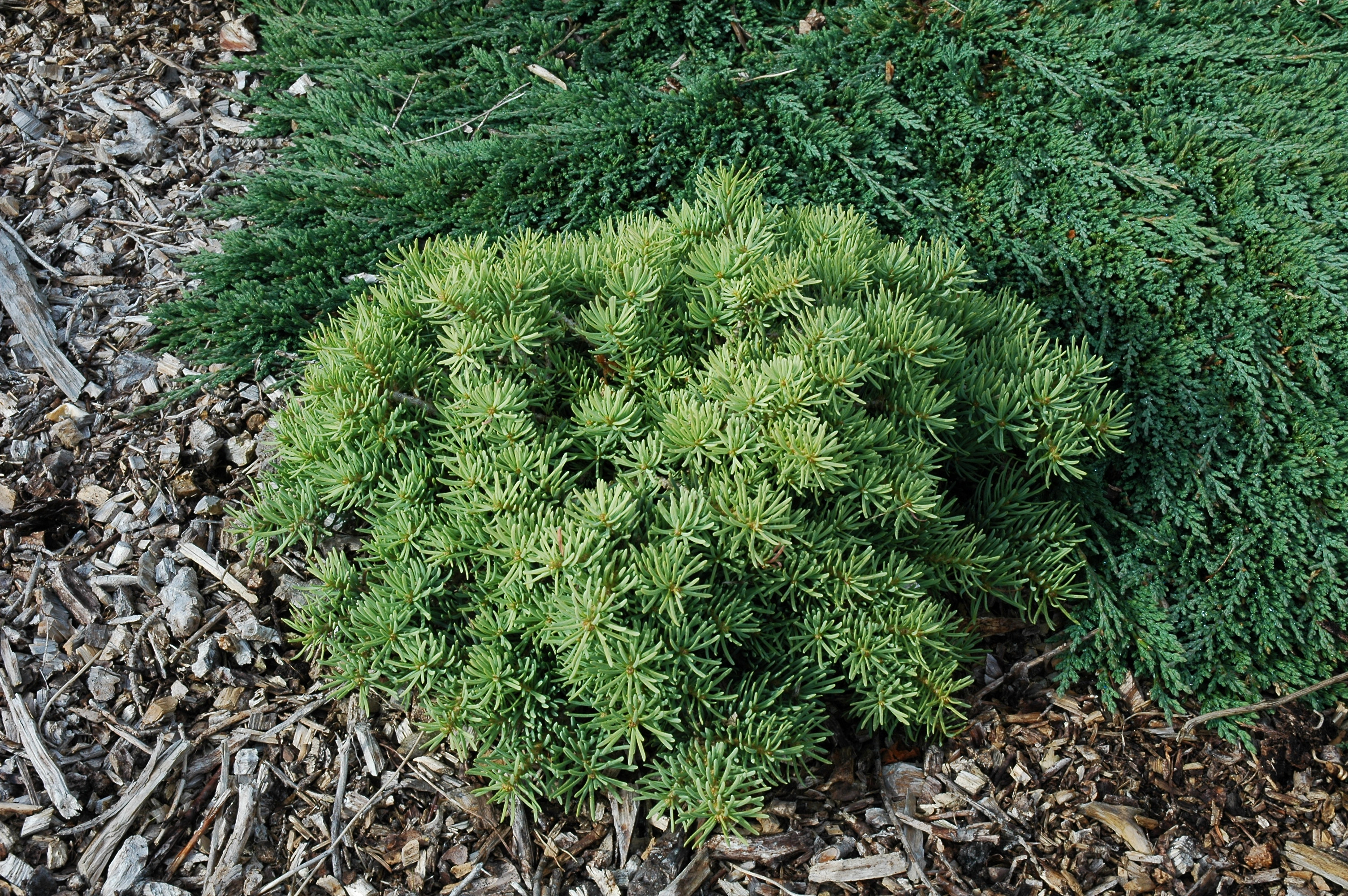 Abies concolor 