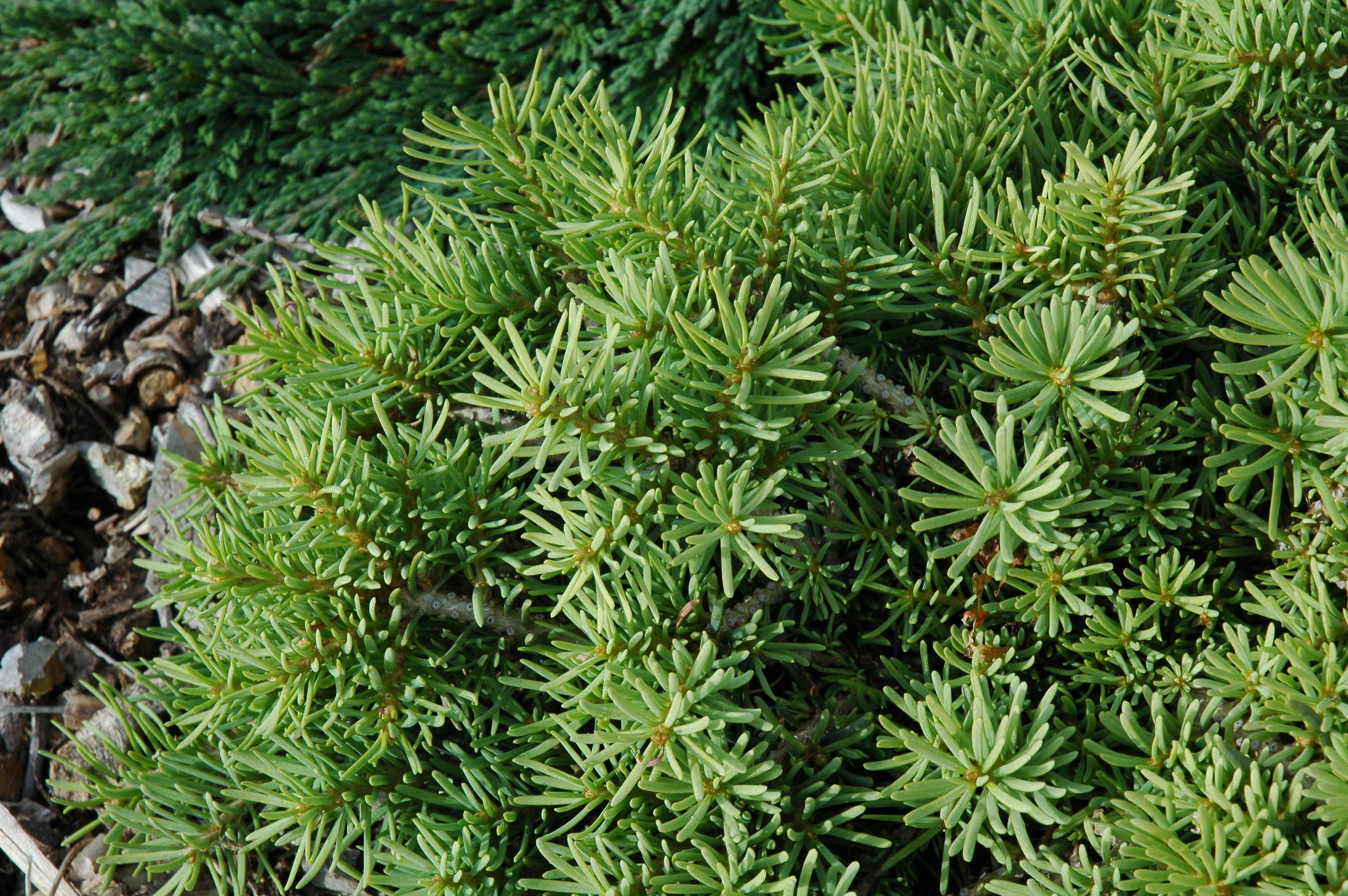 Abies concolor 