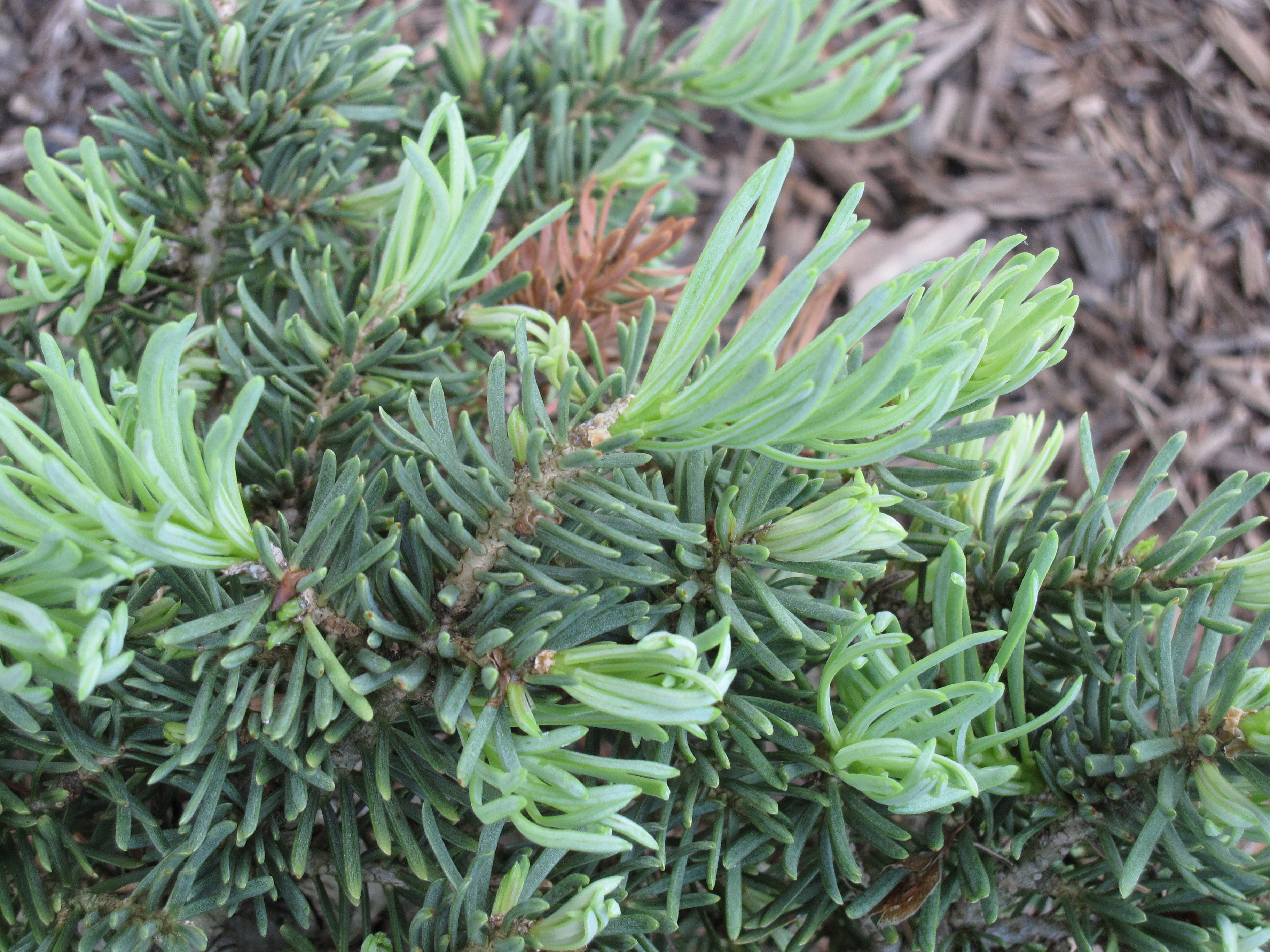 Abies concolor 