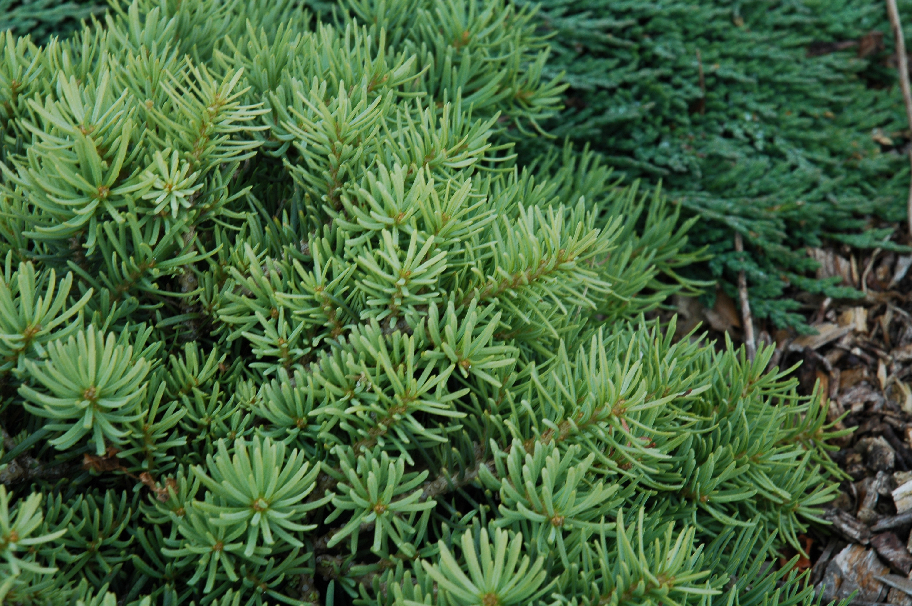 Abies concolor 