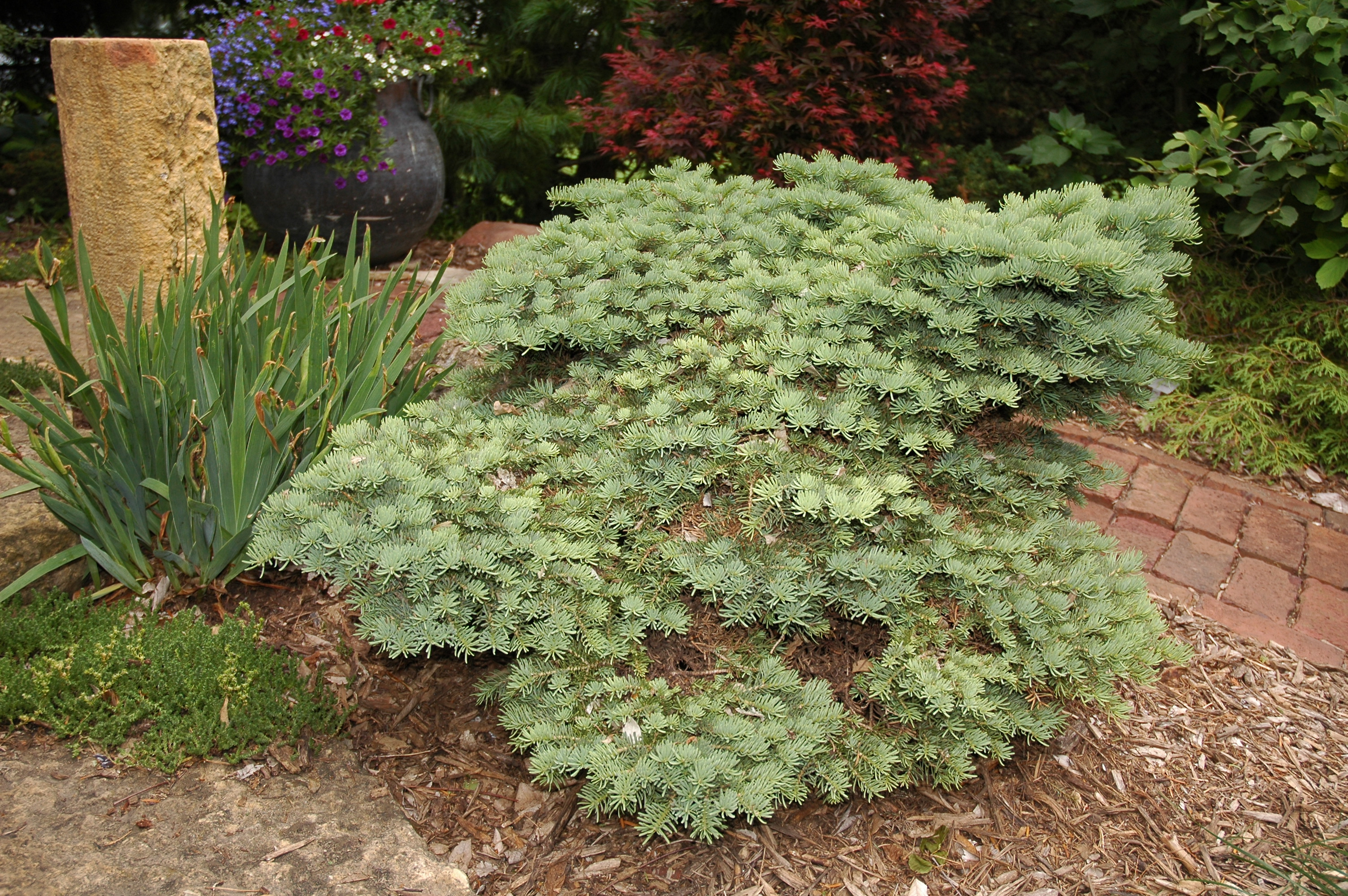 Abies concolor 