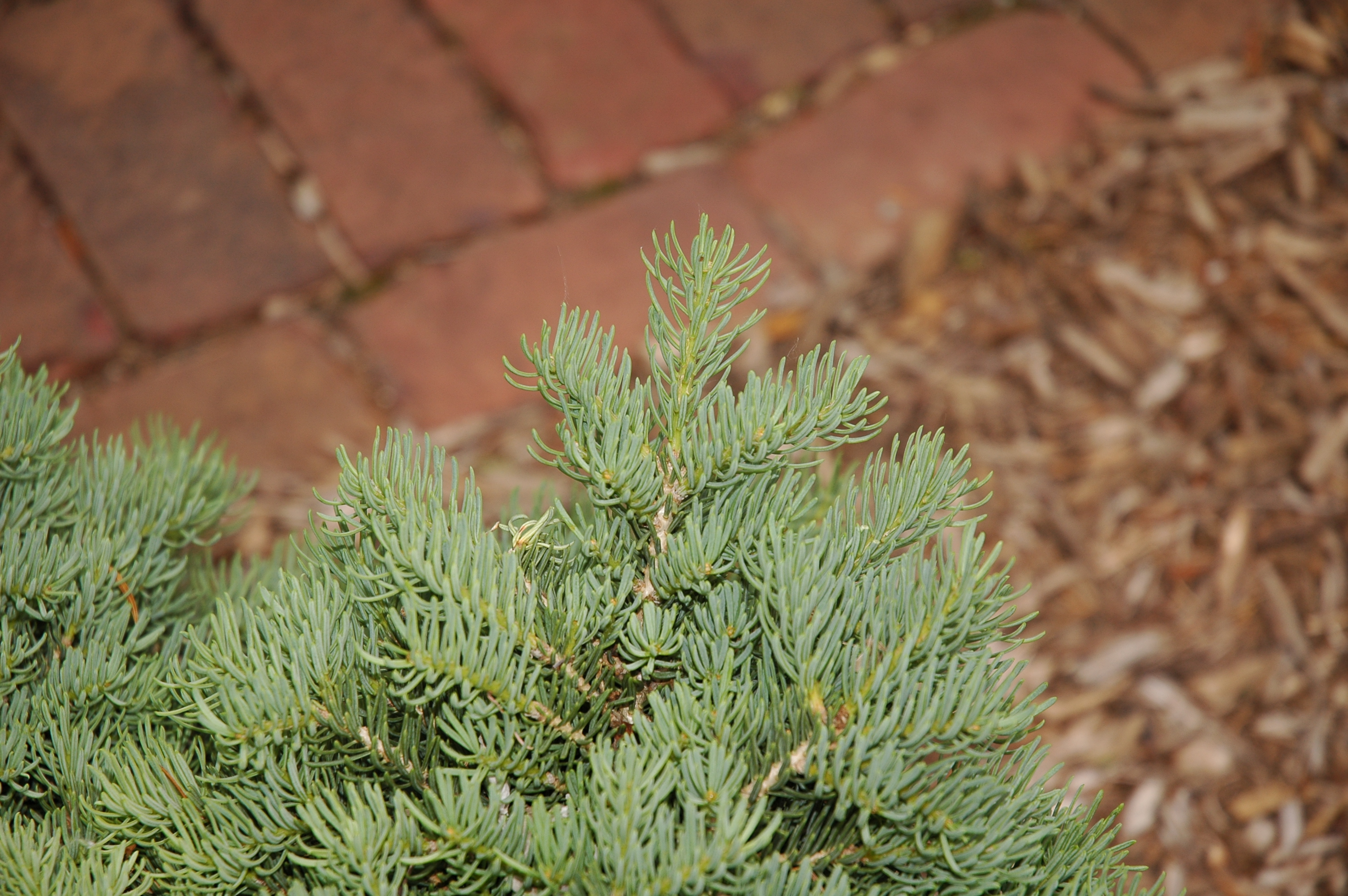 Abies concolor 