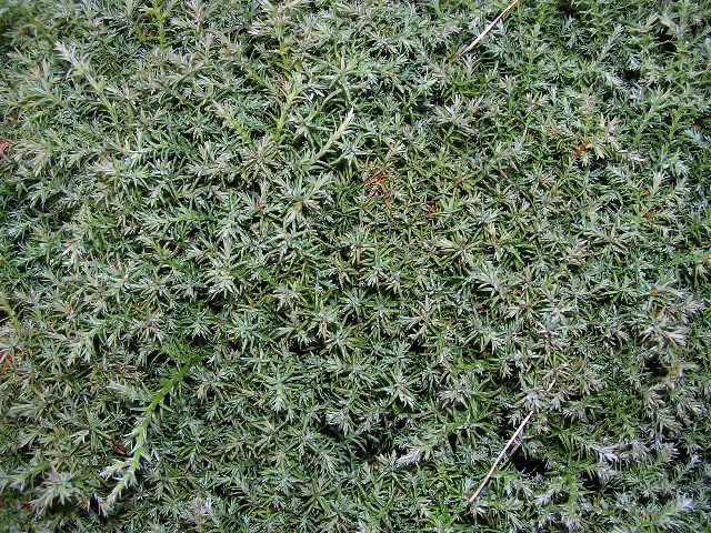 Chamaecyparis pisifera 