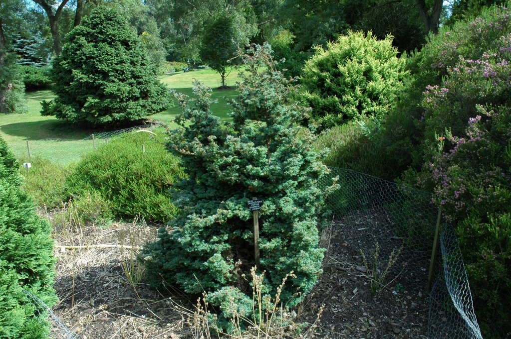Chamaecyparis pisifera 