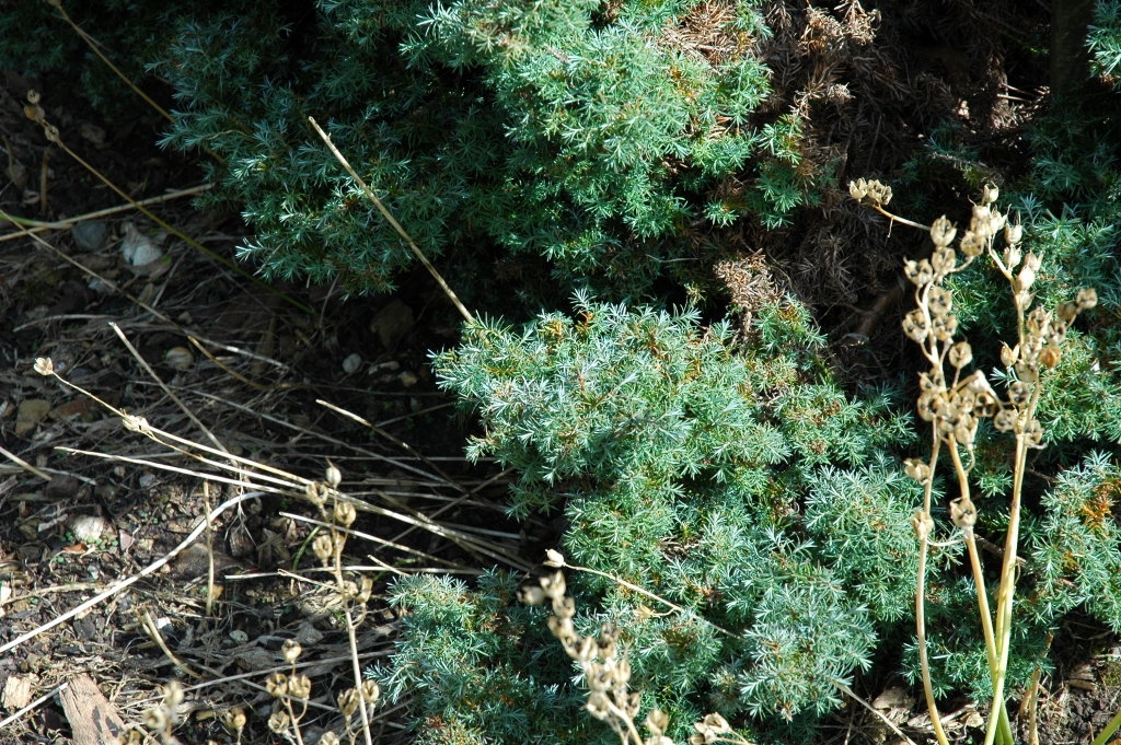 Chamaecyparis pisifera 