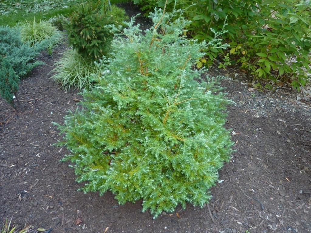 Chamaecyparis pisifera 